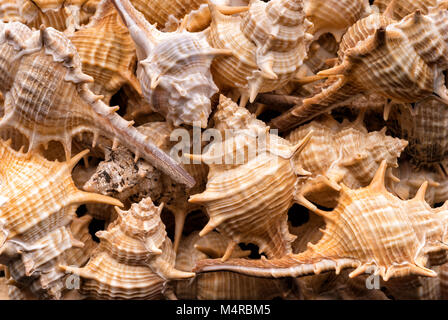 Gli sfondi e texture: raccolta di vuoto conchiglie di mare, naturale esotica spiaggia vacanza abstract Foto Stock