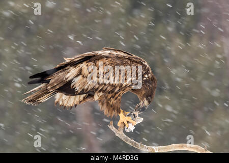 White Tailed eagle tiro da nascondere in Svezia Foto Stock