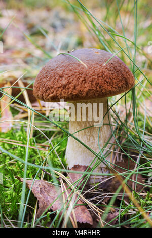 Fungo Porcino di tra la vegetazione di foresta in autunno Foto Stock