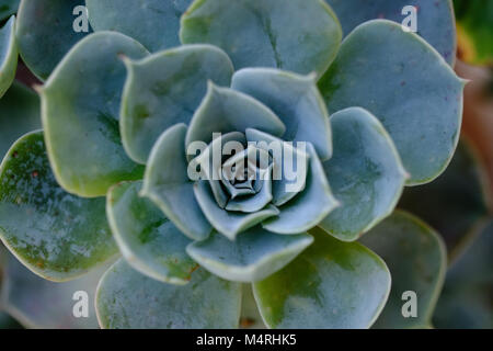 Succulento cactus in primo piano, con splendido disegno, solo il centro essendo adesività è una messa a fuoco nitida Foto Stock