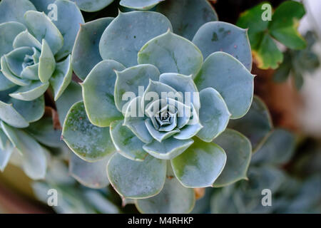 Succulento cactus in primo piano, con splendido disegno, solo il centro essendo adesività è una messa a fuoco nitida Foto Stock