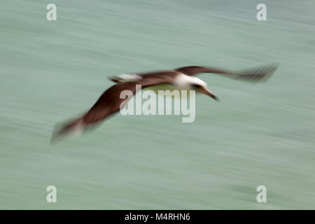 Laysan Albatross (Phoebastria immutabilis) che sorvola la laguna di Midway Atoll nell'Oceano Pacifico. Movimento sfocato. Foto Stock