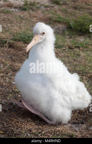 Bianco Leucistic Laysan Albatross chick si raffredda da seduti con la schiena al sole, palmati i piedi sono in ombra e sollevate da terra per dissipare il calore Foto Stock