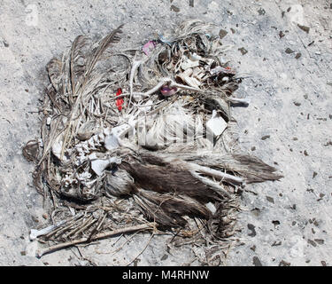 Resti di morti Laysan Albatross con un tappo di bottiglia e altra plastica detriti marini che sono state ingerite mediante l'uccello e rimase nel suo stomaco Foto Stock