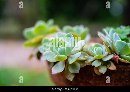 Succulento cactus in primo piano, con splendido disegno, solo il centro essendo adesività è una messa a fuoco nitida Foto Stock