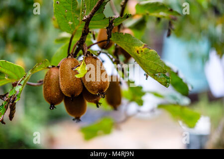 Mature organica marrone kiwi pronti per essere raccolti in fattoria Foto Stock