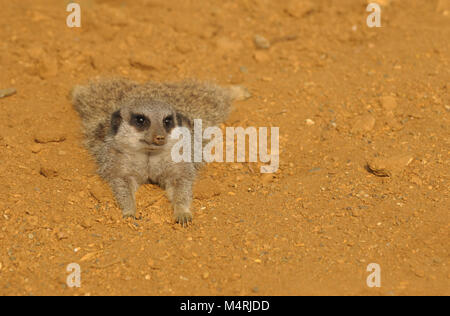 Giovani meerkat piana di appoggio sulla sabbia fuori Foto Stock