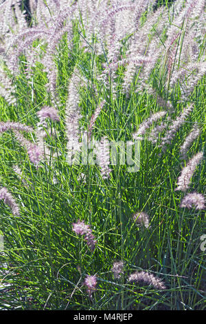 Fontana orientali erba (Pennisetum orientale) Foto Stock