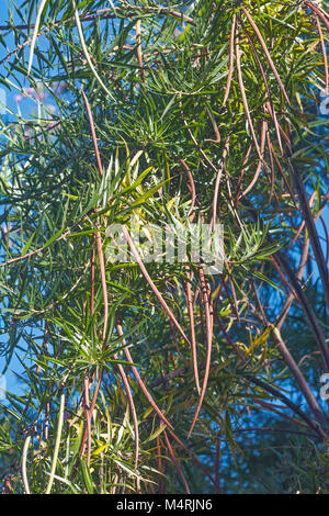 Desert Willow (Chilopsis linearis) Foto Stock