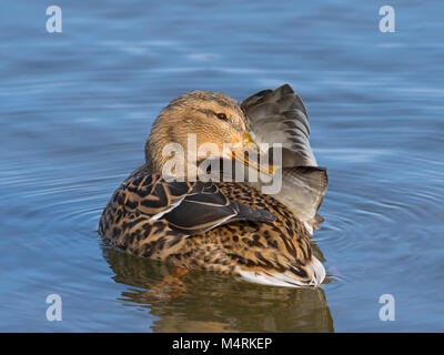 Mallard ano platyrhyncha femmina molla preening Norfolk Foto Stock