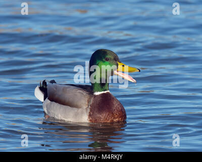 Il Germano Reale maschio o drake ano platyrhyncha ritratto Foto Stock