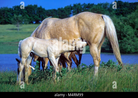 Un bianco American Quarter Horse e il suo puledro stand all'aperto nel loro pascolo nursng in Hoyte, Kansas, Stati Uniti d'America. Foto Stock