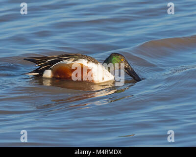 Mestolone Anas clypeata drake Titchwell alimentazione Norfolk Foto Stock