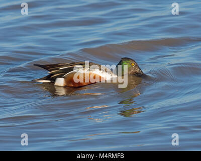 Shoveler Anas clypeata alimentazione drake Foto Stock