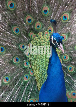 Incredibile peacock con orgoglio la coda di visualizzazione al Beacon Hill Park, Victoria, BC, Canada Foto Stock
