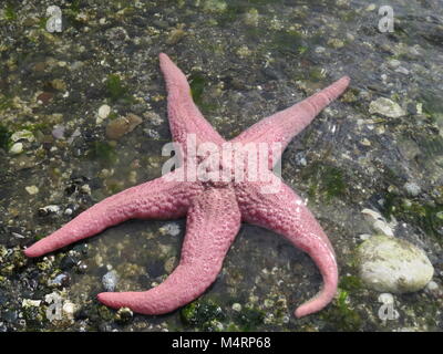 Rosa stella di mare in acque poco profonde a bordo dell oceano, Denman Island, BC, Canada Foto Stock