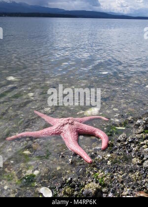 Rosa stella di mare in acque poco profonde a bordo dell oceano, Denman Island, BC, Canada Foto Stock