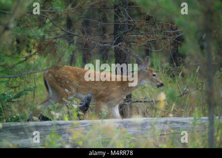 Young Deer hanno macchie e sono nato senza profumo per meglio nascondere dai predatori. Man mano che crescono e sono meglio in grado di fuggire e difendersi, essi perdono il loro spot. Questo vecchio fawn è ancora in macchie, ma è probabile che li perde presto..Culbianco fulvo. Foto Stock