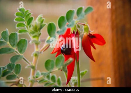 In vaso di Sturt Desert Pea: Floral emblema del Sud Australia Foto Stock