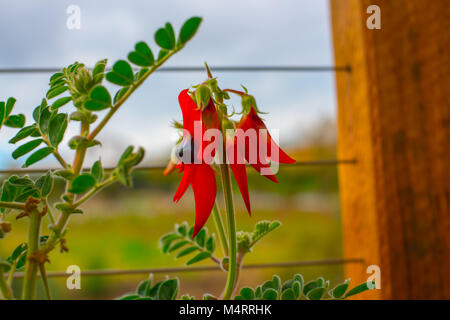 In vaso di Sturt Desert Pea: Floral emblema del Sud Australia Foto Stock