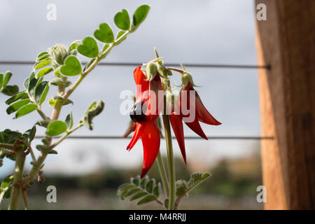 In vaso di Sturt Desert Pea: Floral emblema del Sud Australia Foto Stock