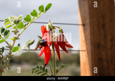 In vaso di Sturt Desert Pea: Floral emblema del Sud Australia Foto Stock