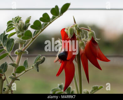 In vaso di Sturt Desert Pea: Floral emblema del Sud Australia Foto Stock