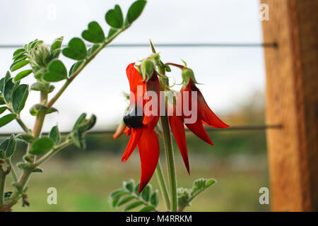 In vaso di Sturt Desert Pea: Floral emblema del Sud Australia Foto Stock