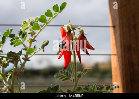 In vaso di Sturt Desert Pea: Floral emblema del Sud Australia Foto Stock