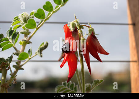 In vaso di Sturt Desert Pea: Floral emblema del Sud Australia Foto Stock