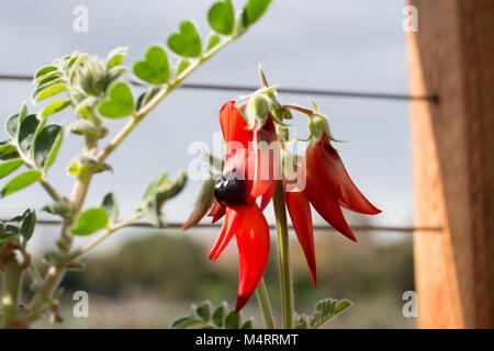 In vaso di Sturt Desert Pea: Floral emblema del Sud Australia Foto Stock