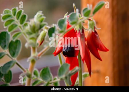 In vaso di Sturt Desert Pea: Floral emblema del Sud Australia Foto Stock