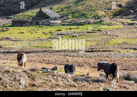 Wild Welsh Carneddau Ponies pascolando nella Llyn Eigiau parte della valle di til Carneddau Mountains e il Parco Nazionale di Snowdonia nel Galles, Regno Unito Foto Stock