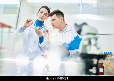 Gruppo di duro lavoro di scienziati riuniti nel moderno laboratorio e studiare il campione di granturco geneticamente modificato Foto Stock