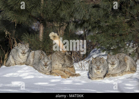 Minnesota, Stati Uniti d'America. 8 febbraio, 2018. Una famiglia di cinque wild Lynx di Canada costituito da una femmina adulta (centro) e quattro Â¾ cresciuto gattini sonnecchia e della cura del corpo al sole su un sub-zero la mattina in Superior Foresta Nazionale nel nord del Minnesota. Credito: Keith R. Crowley/ZUMA filo/Alamy Live News Foto Stock