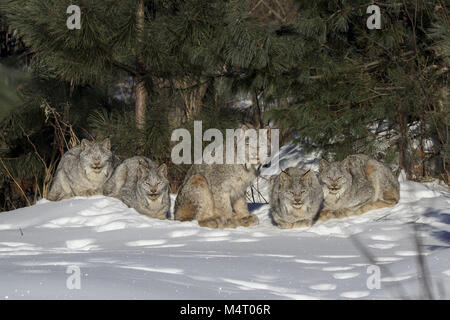 Minnesota, Stati Uniti d'America. 8 febbraio, 2018. Una famiglia di cinque wild Lynx di Canada costituito da una femmina adulta (centro) e quattro Â¾ cresciuto gattini sonnecchia e della cura del corpo al sole su un sub-zero la mattina in Superior Foresta Nazionale nel nord del Minnesota. Credito: Keith R. Crowley/ZUMA filo/Alamy Live News Foto Stock