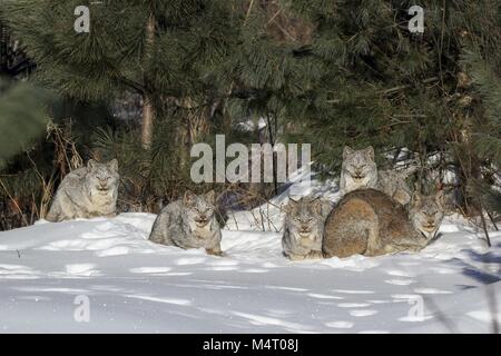 Minnesota, Stati Uniti d'America. 8 febbraio, 2018. Una famiglia di cinque wild Lynx di Canada costituito da una femmina adulta (destra) e quattro Â¾ cresciuto gattini sonnecchia e della cura del corpo al sole su un sub-zero la mattina in Superior Foresta Nazionale nel nord del Minnesota. Credito: Keith R. Crowley/ZUMA filo/Alamy Live News Foto Stock