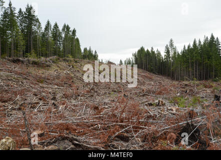 Resti di un chiaro taglio le operazioni di registrazione in British Columbia Foto Stock