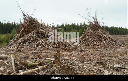 Resti di un chiaro taglio le operazioni di registrazione in British Columbia Foto Stock