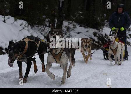 Covaledad, Spagna. Xvii Feb, 2018. Un musher e i suoi cani in slittino gara uno stadio durante la prima edizione di "oria al Límite' gara di slittino in tutta la gamma di montagna di Urbión, in a Covaleda, nel nord della Spagna. Credito: Jorge Sanz/Pacific Press/Alamy Live News Foto Stock