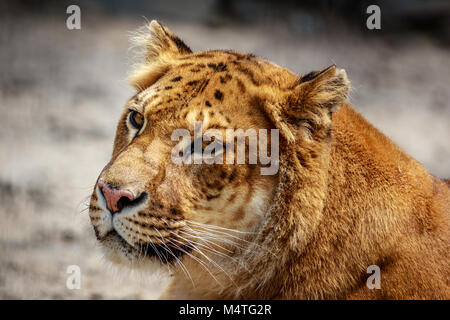 Liger femmina. Colpo alla testa Foto Stock