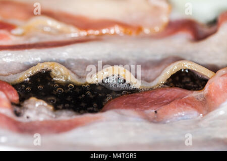 Saporita pancetta strisce giace sulle uova fritte Foto Stock