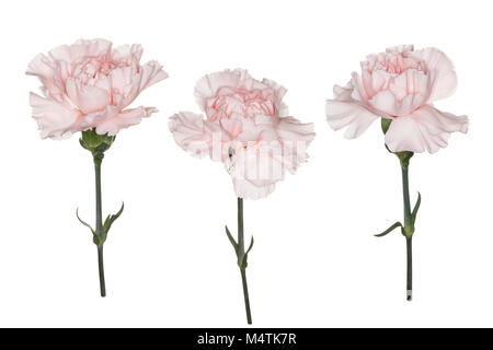 Tre rosa pallido Garofani Dianthus creazione di un composito, isolato su sfondo bianco Foto Stock