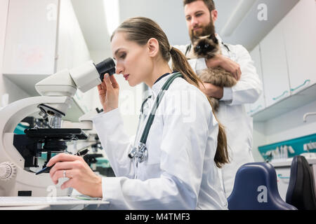 Veterinario medici analisi di campioni di sangue di gatto sotto microscopio Foto Stock