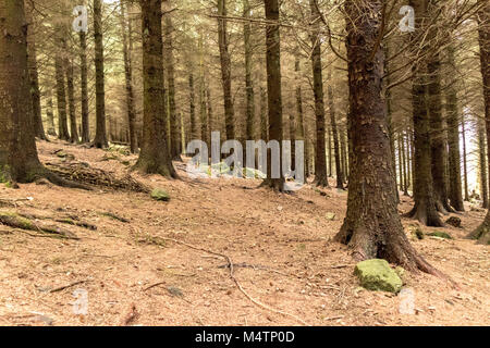 Gli alberi in una foresta, Dublino. Foto Stock