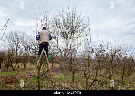 Giardiniere è salito su scale e lui il taglio di rami, la potatura degli alberi da frutta con lunghi cesoie nel frutteto. Foto Stock