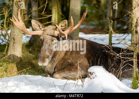 Maschio adulto alci (Alces alces) poggiante su un luogo caldo nella foresta circondata da neve di scongelamento. Foto Stock