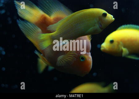 Il sangue parrot cichlid pesci di acquario Foto Stock