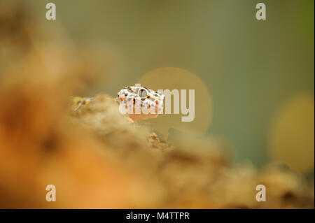 Comune di leopard gecko nascosto in arancione Foto Stock