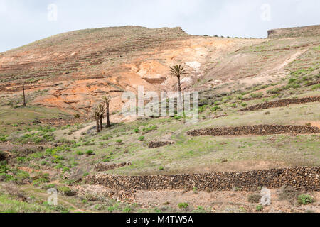 Una tipica vista sulla campagna con i campi sul fianco di un vulcano, Haría, Lanzarote / Spagna Foto Stock
